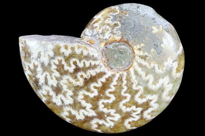 Polished, Agatized Ammonite (Cleoniceras) - Madagascar #119123